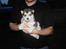 Alaskan malamute Cody - 4 uger..