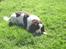Engelsk springer spaniel Nala
