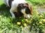 Engelsk springer spaniel Nala