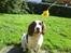 Engelsk springer spaniel Nala