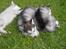 Alaskan malamute Cody - sover... 8 uger gammel.