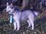 Alaskan malamute Moniqe - Moniqe 1 år..