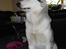 Alaskan malamute Moniqe - Moniqe 1 år..