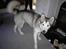 Alaskan malamute Moniqe - Igen Moniqe 1 år..