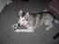 Alaskan malamute Moniqe - 1år..