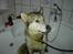 Alaskan malamute Moniqe - elsker at være ude..
