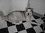 Alaskan malamute Moniqe - Gravid med 11 stk hvalpe...