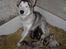 Alaskan malamute Moniqe - Så kom der 11 små, den20/7-07.. 