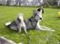 Alaskan malamute Moniqe - ude i haven