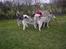 Alaskan malamute Moniqe - Moniqe med sine to store drenge på 6 måneder..