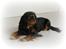 Cavalier king charles spaniel Nala - Dejlige, smukke Nala