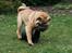 Shar pei Zulu