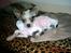 Chinese crested hårløs Dai-sy Star Caprisio - Her er Dai-sy  3½ mdr gammel