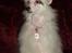 Chinese crested hårløs Dai-sy Star Caprisio - Her er Chia som bor sammen med sin mor .De elsker bare hinanden så højt