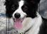 Border collie Luckey - Her er det første billede af Luckey. Flere mere spænnende billeder følger.