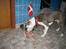Amerikansk staffordshire terrier Luna - HURRA!!! Så bli´r jeg 1 år.