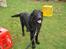 Flat coated retriever Samson