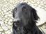 Flat coated retriever Samson