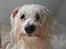 Coton de tulear Super Carla