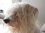 Coton de tulear Super Carla