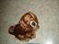 Cocker spaniel Tayson