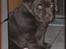 Labrador retriever black-mocca tippoo - jeg er da sød