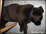 Labrador retriever black-mocca tippoo - alle har da brug for en "morfar"