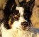 Border collie Taegeuk (Tajgo)