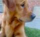 Golden retriever Sofus