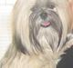 Lhasa apso Celine