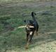 Rottweiler Alfa
