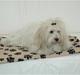 Coton de tulear Petite / Mille
