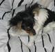 Papillon Chico