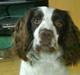 Engelsk springer spaniel Nala