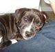 Staffordshire bull terrier Chica  (Engelsk)