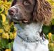 Field Trial spaniel Nougat
