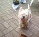 West highland white terrier Kni's Ficus Boucle(Viggo)