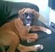Boxer FREY