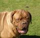 Dogue de bordeaux Cæsar R.I.P
