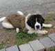 Sankt bernhardshund Nanna (Aflivet 060808)