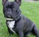 Fransk bulldog 'Foucault' R.I.P. 2010