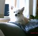 Chihuahua sigurd