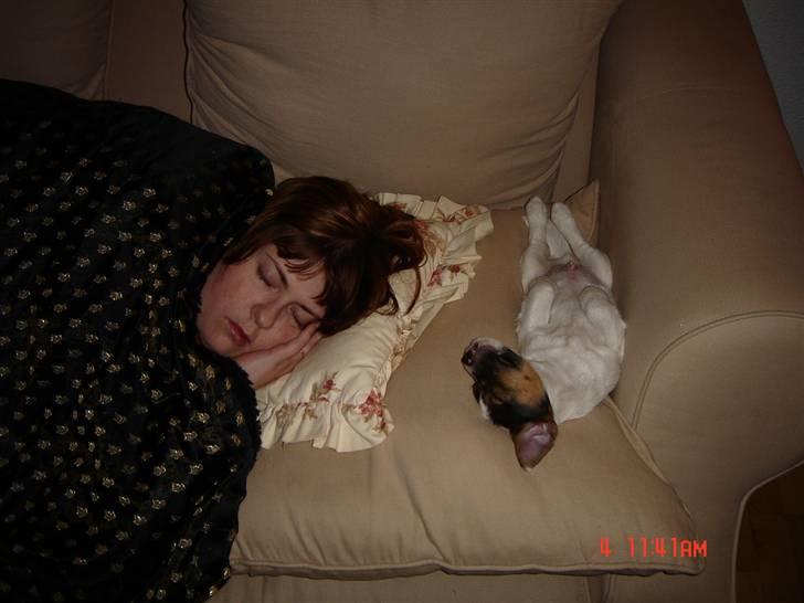 Jack russell terrier Knud - En stille stund med mor på sofaen billede 2