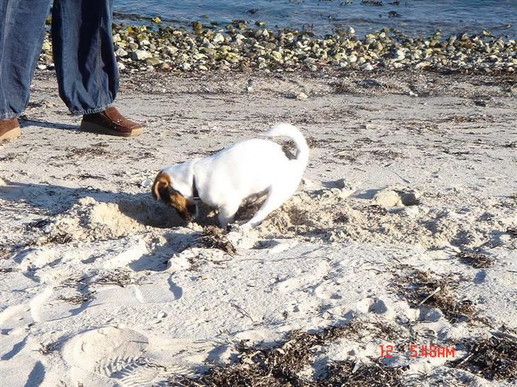 Jack russell terrier Knud - Sagde du musen var hernede mor ?? billede 3