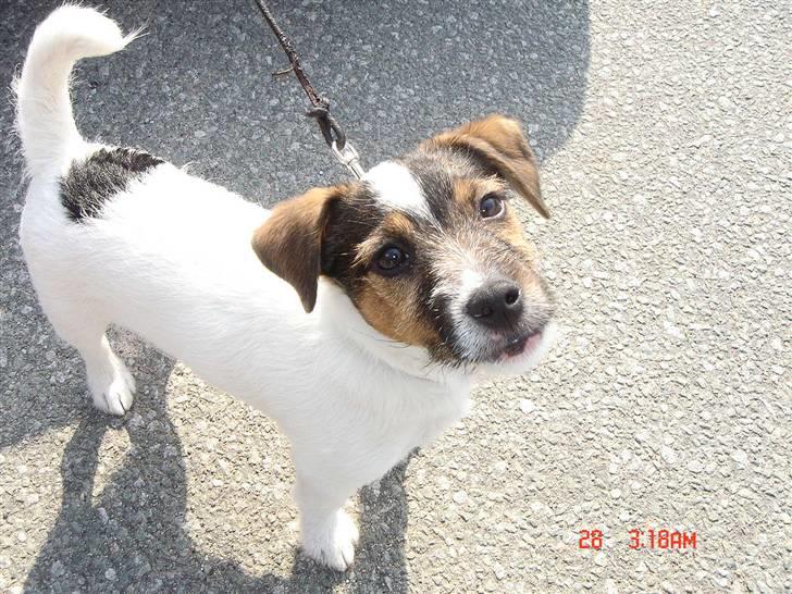 Jack russell terrier Knud - Hvem kan stå for mit underbid på 1/2 cm....... billede 4