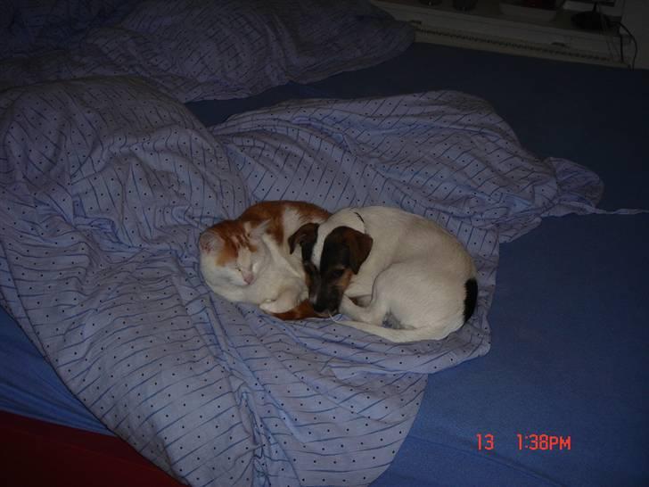 Jack russell terrier Knud - Min bedste ven og jeg sover til middag i mor & fars seng billede 5