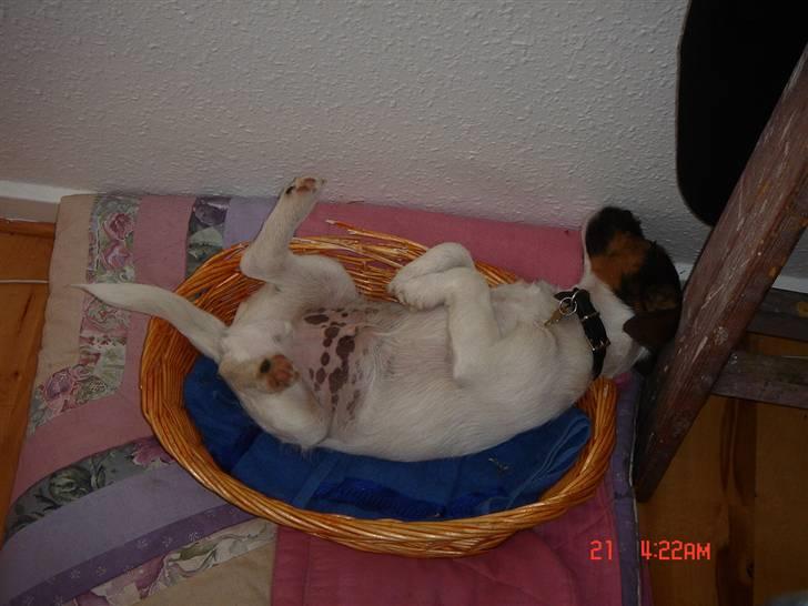 Jack russell terrier Knud - Ja søvnen kan få selv den sejeste til at falde omkuld ;) billede 6