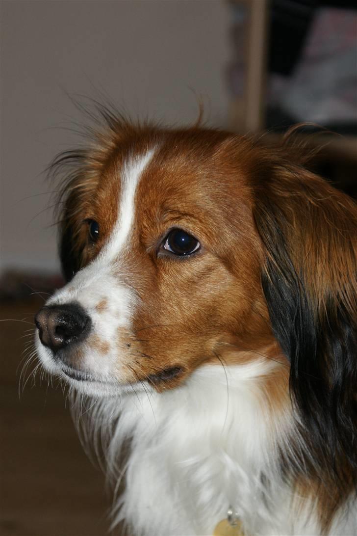 Kooikerhondje Høgedals Mailo billede 13