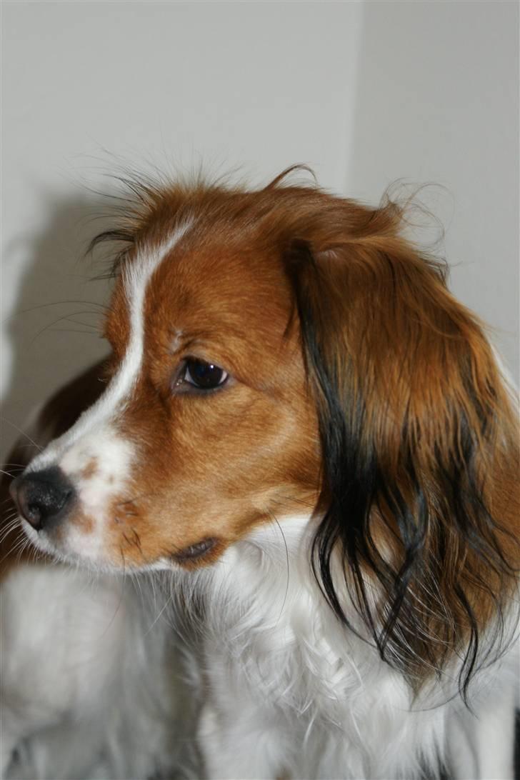 Kooikerhondje Høgedals Mailo billede 14