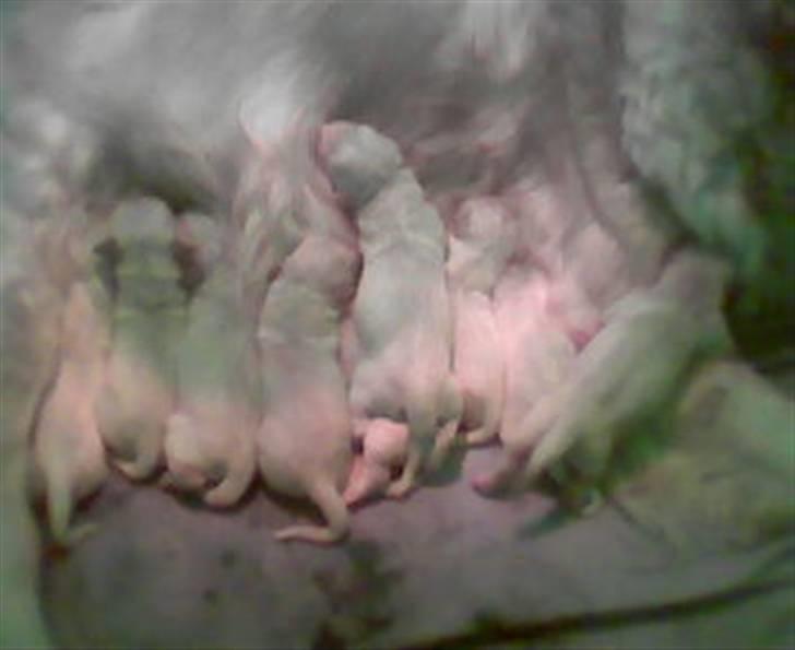 Golden retriever Gabbi - Det ny kuld få timer gamle født den 26/3 08 billede 7